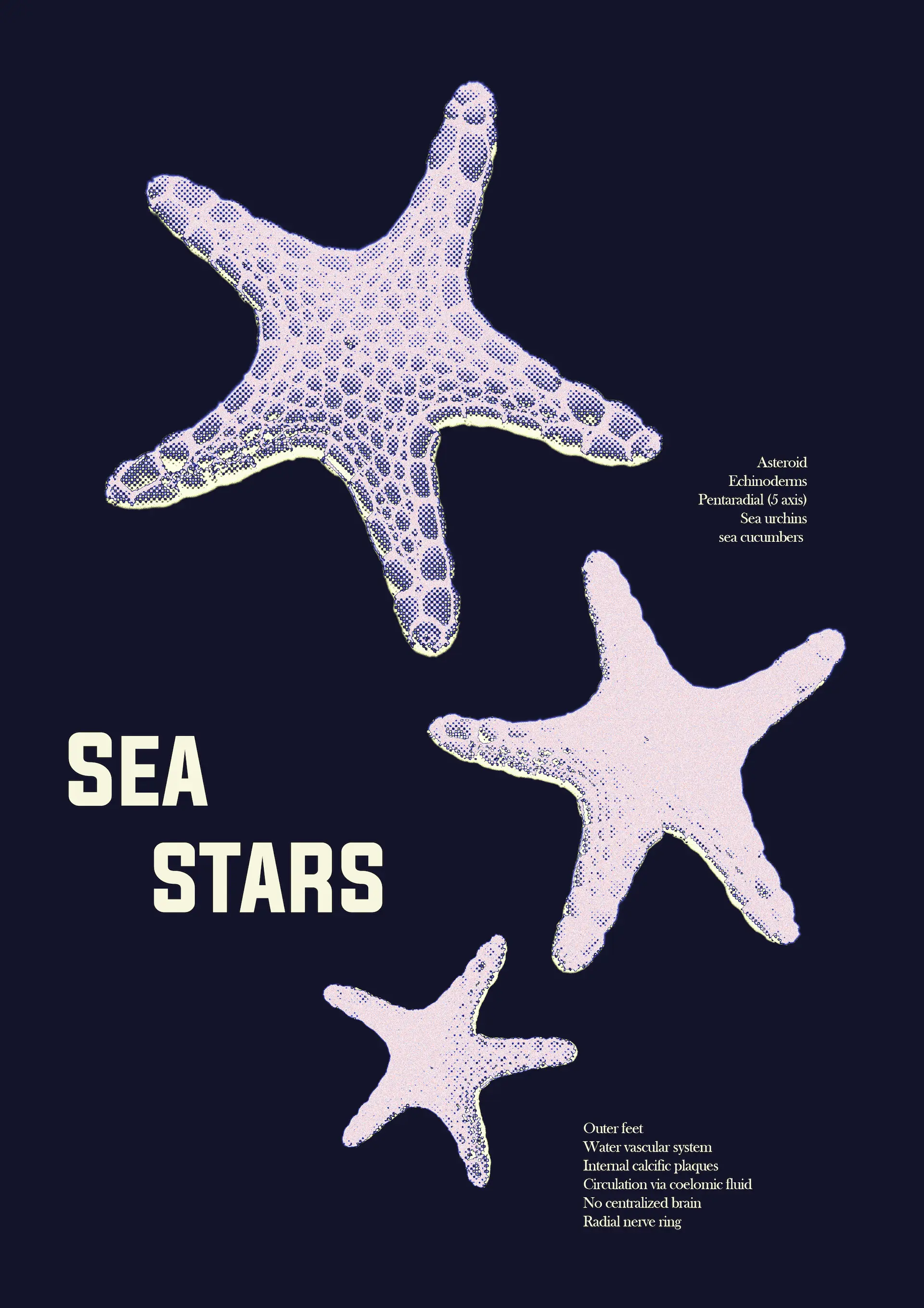 sea stars